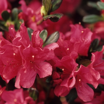 Rhododendron Kurume hybrid 'Hinode-giri' 