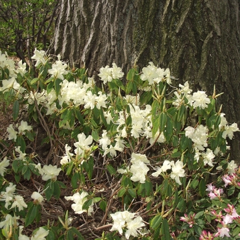 Rhododendron 'Yaku Fairy' 