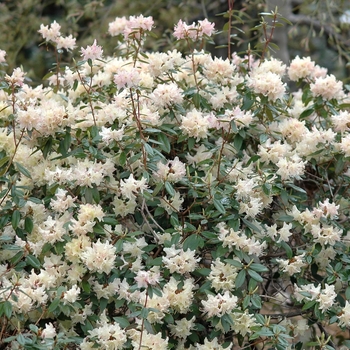 Rhododendron x keiskei 'Mary Fleming'