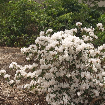 Rhododendron 'Tom Koenig' 
