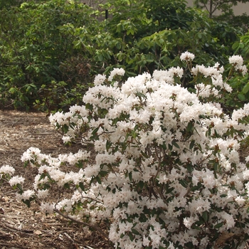 Rhododendron 'Tom Koenig'