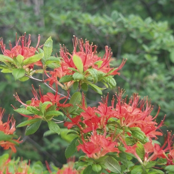 Rhododendron cumberlandense 'Camp's Red' 