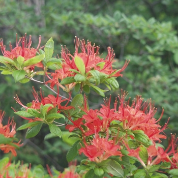 Rhododendron cumberlandense 'Camp's Red'