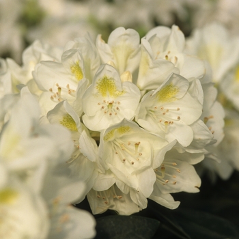 Rhododendron 'Chionoides'