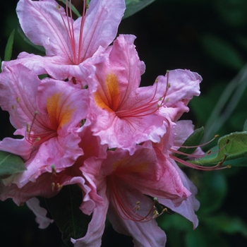 Rhododendron Exbury hybrid 'Beaulieu'