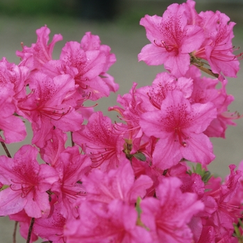 Rhododendron Gable hybrid 'Boudoir'