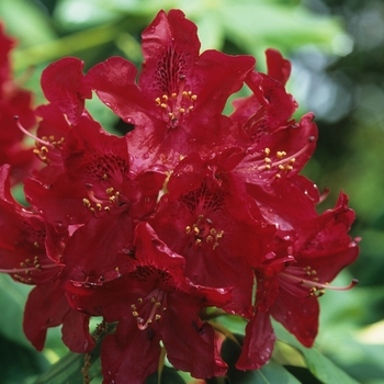 Rhododendron 'Burma'