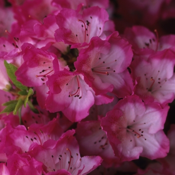 Rhododendron 'Carrie Amanda'