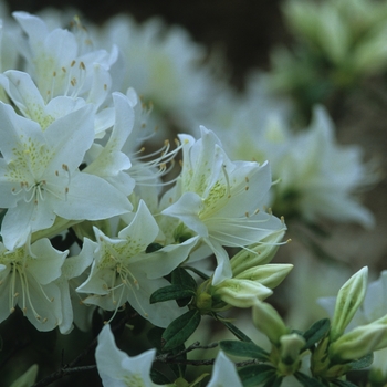 Rhododendron Glenn Dale hybrid 'Cascade' 