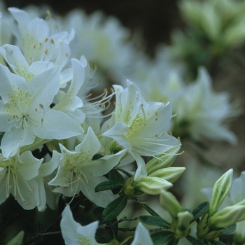 Rhododendron Glenn Dale hybrid 'Cascade'