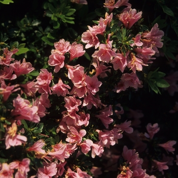 Rhododendron Kurume hybrid 'Coral Bells'