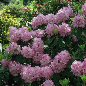 Rhododendron Dexter hybrid 'Appleblossom' 