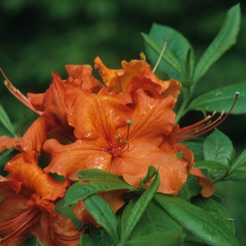 Rhododendron Exbury Hybrid 'Ginger' 