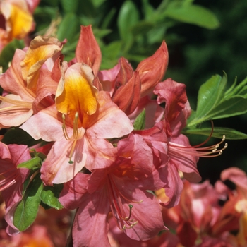 Rhododendron 'Mount Saint Helens' 