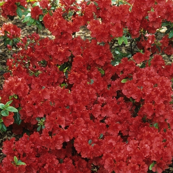 Rhododendron Girard hybrid 'Girard Scarlet'
