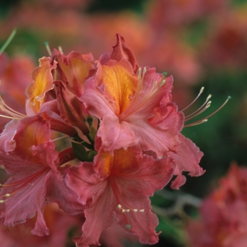 Rhododendron Exbury Hybrid 'High Fashion'