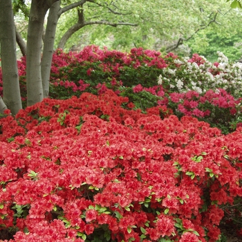 Rhododendron Girard hybrid 'Hotshot' 