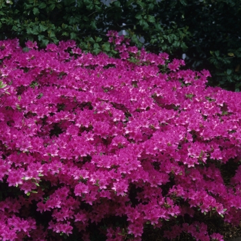 Rhododendron Gable hybrid 'Karen' (035963)