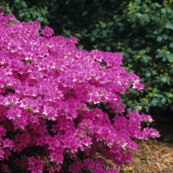 Rhododendron Gable hybrid 'Karen' (035964)