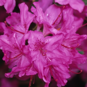 Rhododendron Gable hybrid 'Karen'