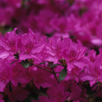 Rhododendron Gable hybrid 'Karen' (035968)