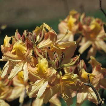 Rhododendron 'Knaphill Apricot' 