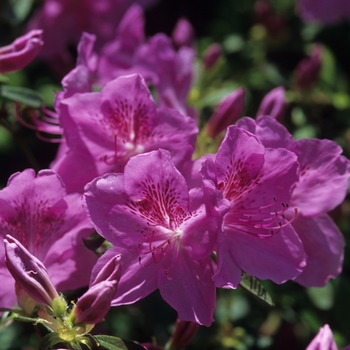 Rhododendron 'Merlin' 