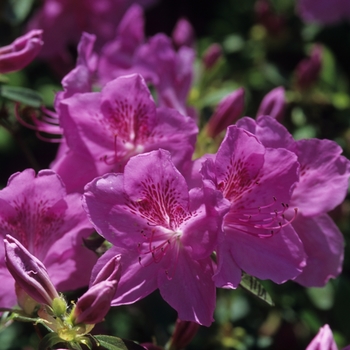 Rhododendron 'Merlin'