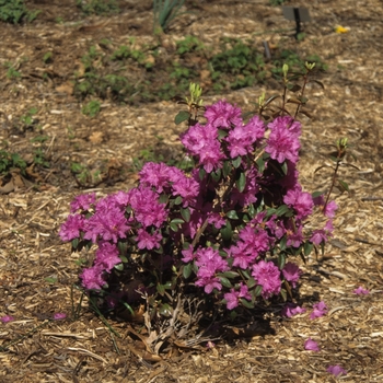 Rhododendron 'P.J.M. Elite'