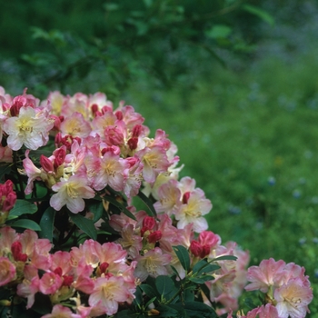 Rhododendron 'Percy Wiseman'