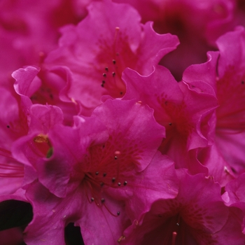 Rhododendron 'Purple Pride' 