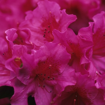 Rhododendron 'Purple Pride'