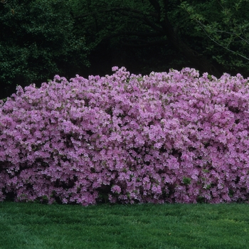 Rhododendron Kurume hybrid 'Sherwood Orchid' 