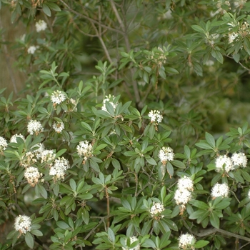 Rhododendron micranthum 