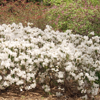 Rhododendron mucronulatum 'Cama' 