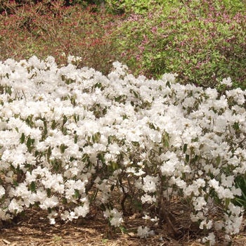 Rhododendron mucronulatum 'Cama'