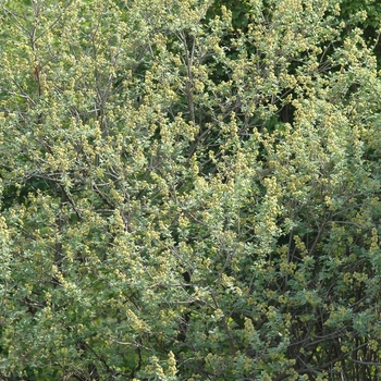 Rhus aromatica '' (036039)