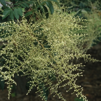 Rhus chinensis