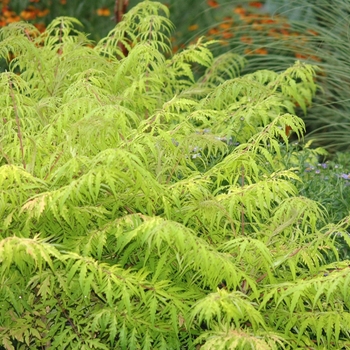 Rhus typhina 'Bailtiger' 