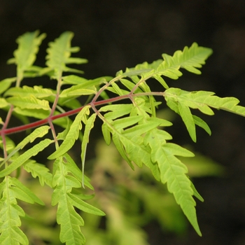 Rhus typhina 'Tiger Eyes®' (036050)