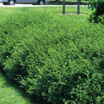 Ribes alpinum 'Green Mound' 