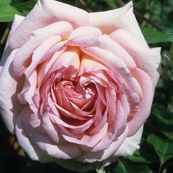 Rosa 'Abraham Darby™'