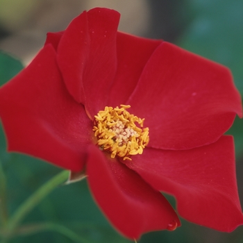 Rosa 'Altissimo®' (036091)