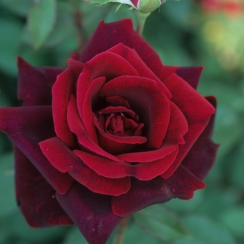 Rosa 'American Flagship'