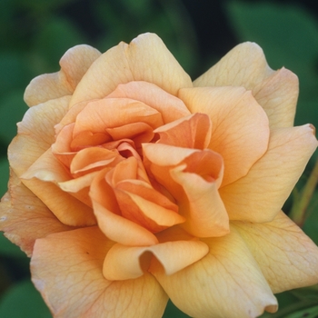 Rosa 'Autumn Sunset®'