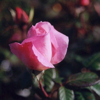 Rosa 'Barbara Bush'