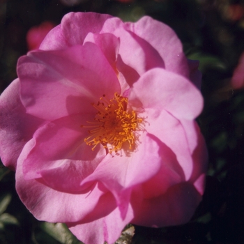 Rosa 'Blueberry Hill' 