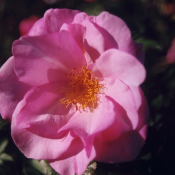 Rosa 'Blueberry Hill'