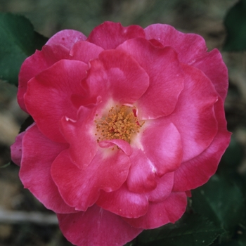 Rosa 'Bon Bon'