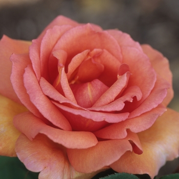 Rosa 'Caramella' 